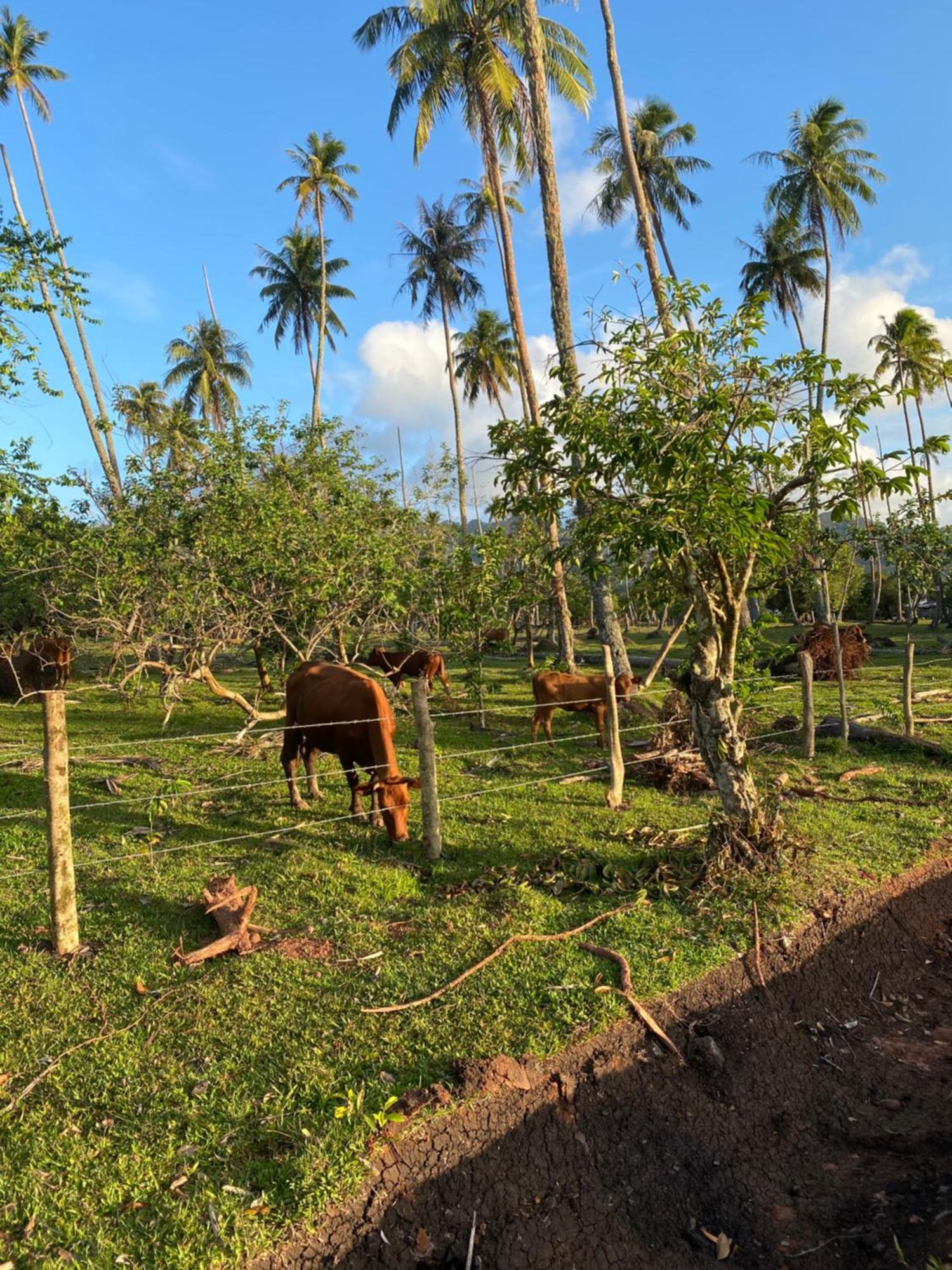Huahine Serenity Cottage Maroe Екстер'єр фото